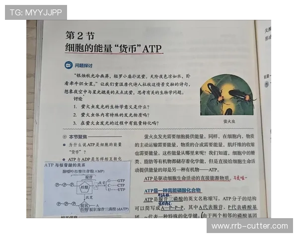 ATP与H离子在细胞能量传递中的关键作用及其相互关系研究 ATP与H离子在细胞能量传递中的关键作用及其相互关系研究